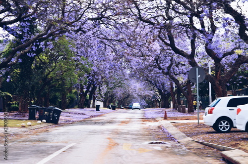 Jacaranda trees