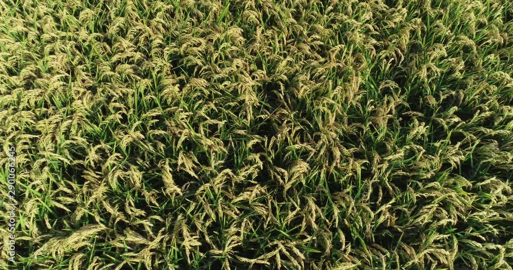 Flying over rice fields, aerial view of ripe ears of rice Flying over rice fields, aerial view of ripe ears of rice