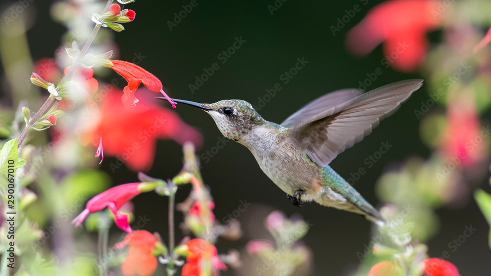 Fototapeta premium Moving In Slowly on the Spider