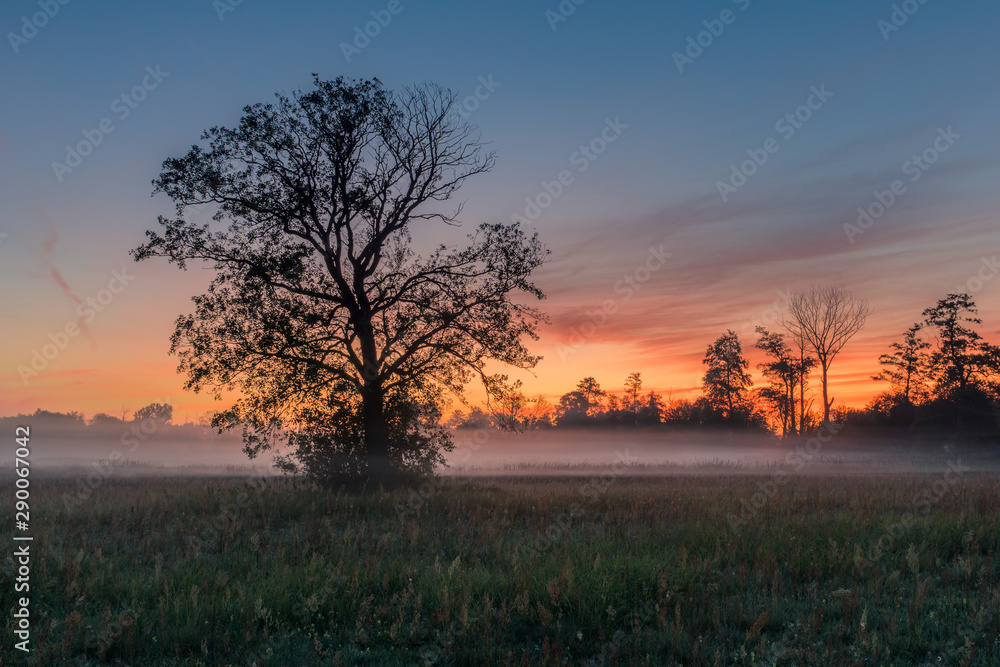 A tree during a misty sunrise near Piaseczno A tree during a misty sunrise near Piaseczno