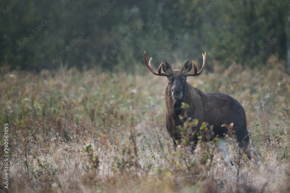 Mammal - bull moose (Alces) Mammal - bull moose (Alces)