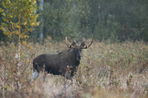 Mammal - bull moose  Alces 