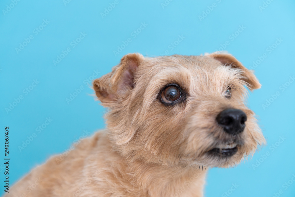 Norfolk terrier dog against light blue background Norfolk terrier dog against light blue background