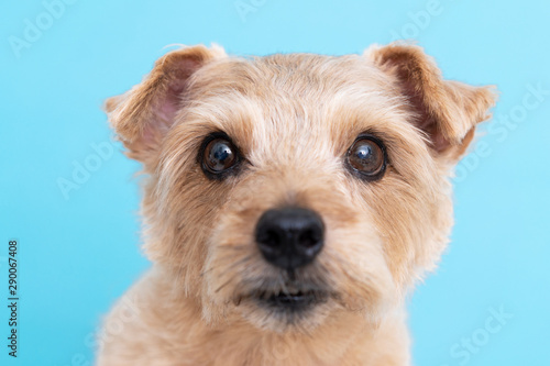 Norfolk terrier dog against light blue background