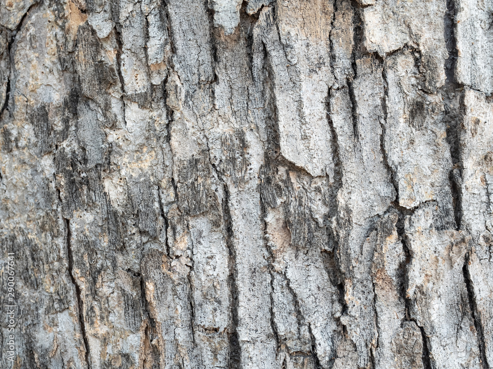 Tree bark texture for background Tree bark texture for background