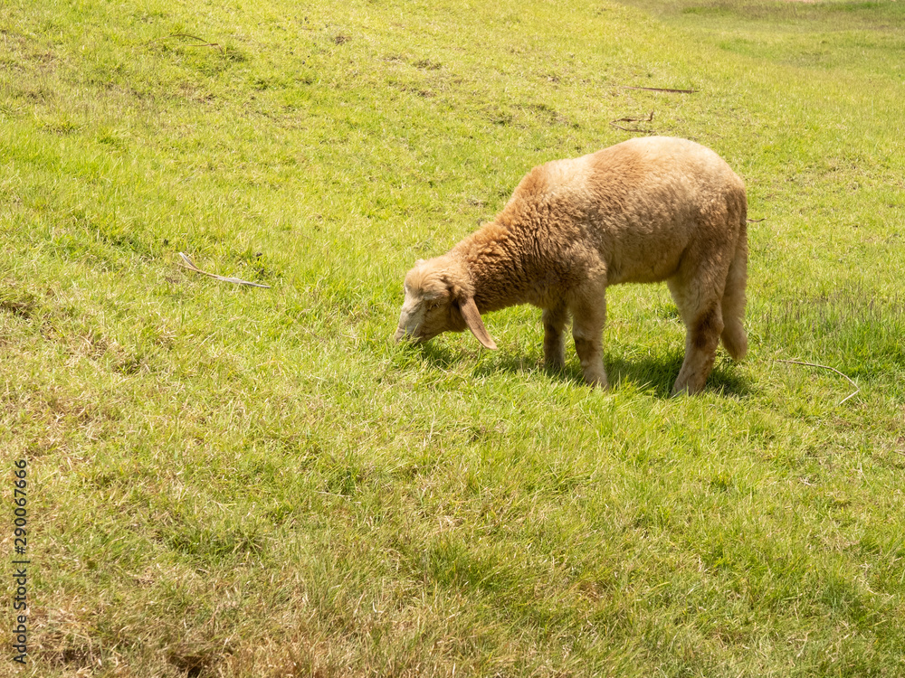 A lonely sheep eating grass on meadow A lonely sheep eating grass on meadow