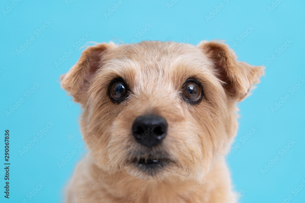 Norfolk terrier dog against light blue background Norfolk terrier dog against light blue background