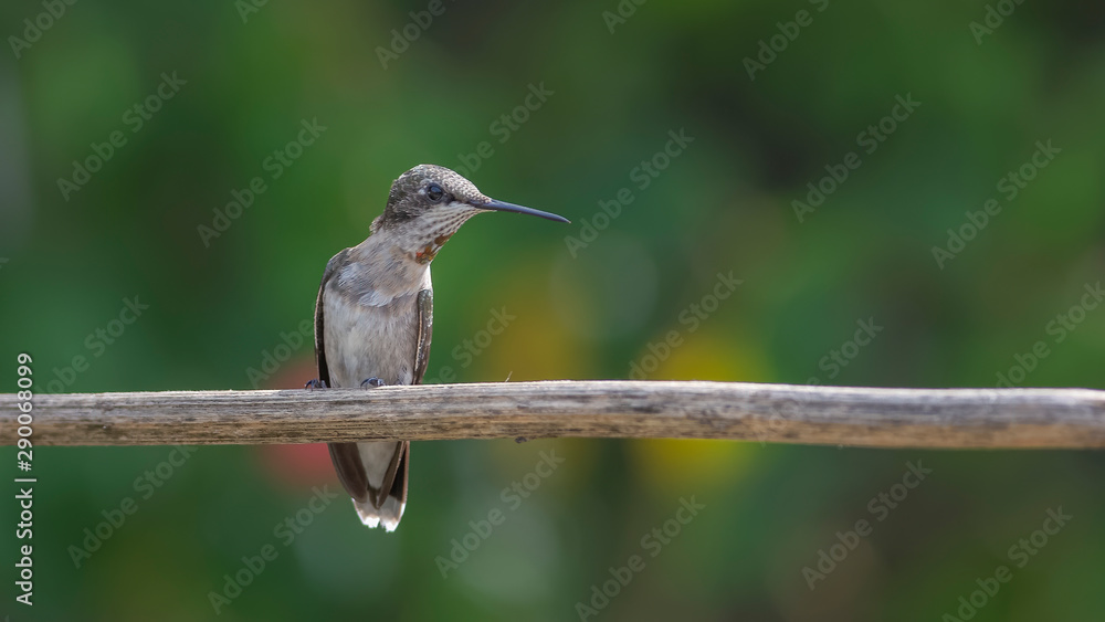 Obraz premium Searching the Lantana