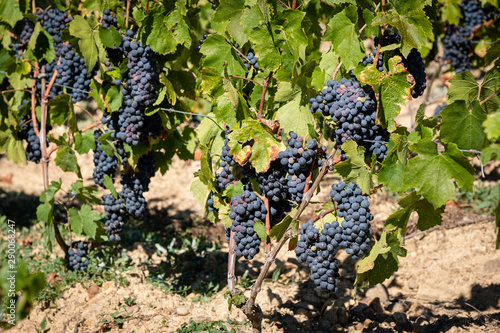 Grappes de raisins dans les vignes
