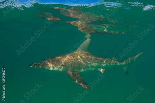 Shark underwater photo. Bronze Whaler Shark