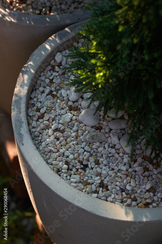 White pebbles in the cement pot