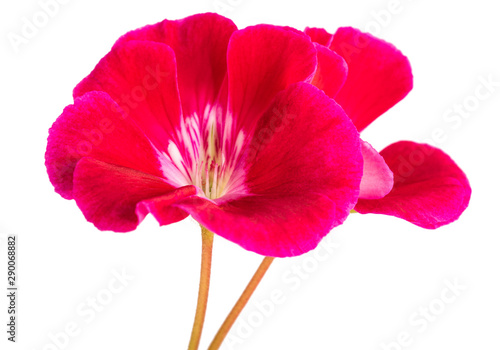 Red pelargonium flower