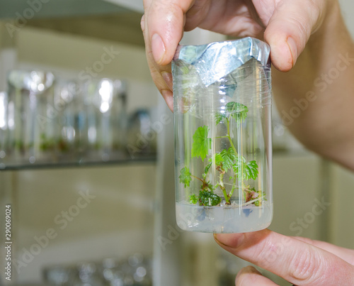sprout of grapes in vitro