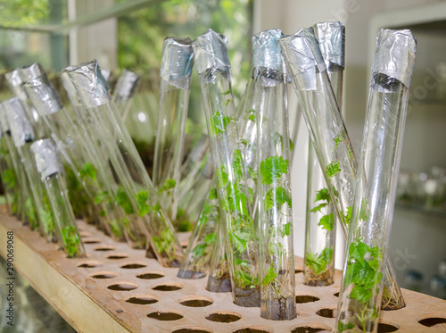 Obraz na płótnie sprout of grapes in vitro