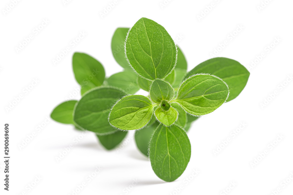 Oregano (origanum vulgare) Oregano (origanum vulgare)