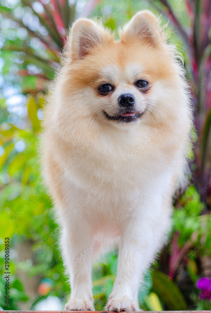 cute pomeranian dog relax on green grass, cute pomeranian dog relax on green grass,