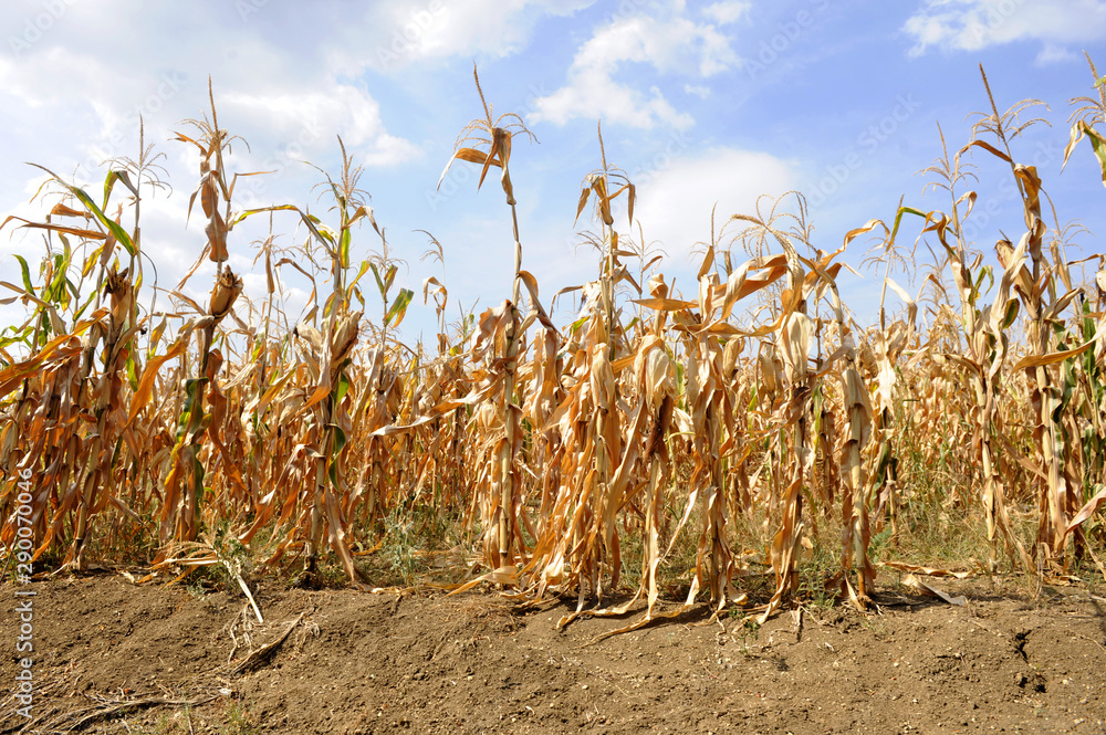 Dried corn stalks and cracked earth in hot summer drought at corn field - obrazy, fototapety, plakaty 