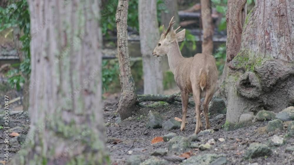Deer looking around in forest. Deer looking around in forest.