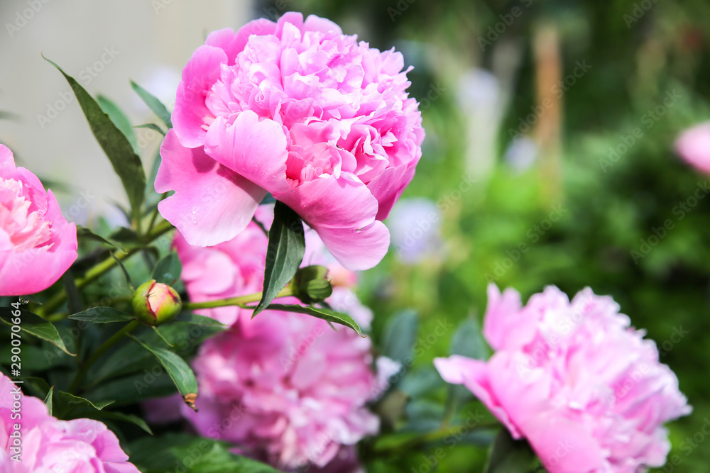 Peonies in dew after the rain. Beautiful flowers in the nature. Peonies in dew after the rain. Beautiful flowers in the nature.