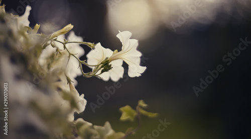 Tableau sur toile Blurred background with blooming white Petunia Petunia