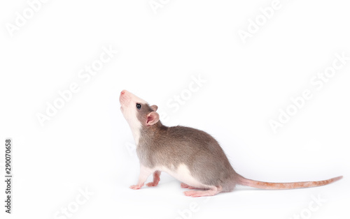 Funny young rat isolated on white. Pets.