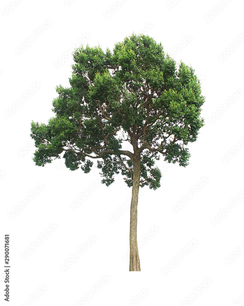 Green tree Green tree
