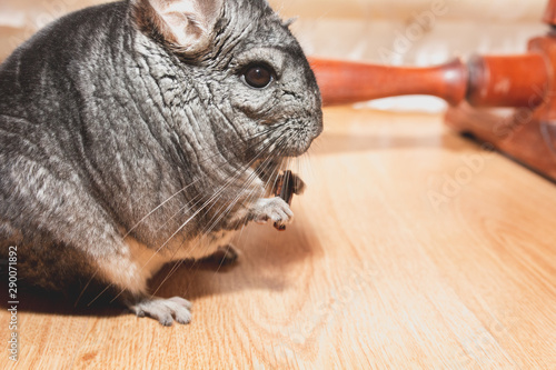 Grey chinchilla is sitting on the floor. Cute fluffy pet eating apple.