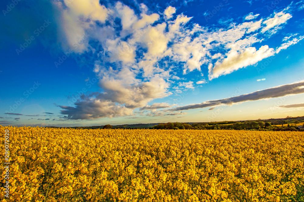 OIL SEED RAPE IN THE uk