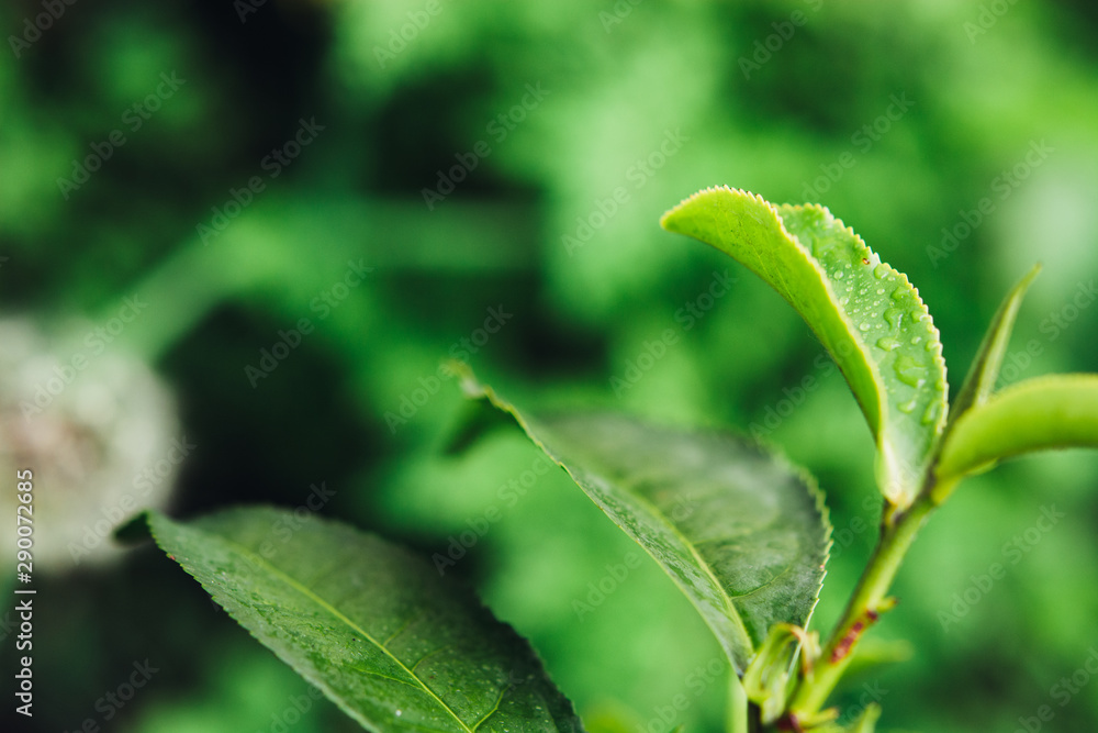 Green tea leaves in a tea plantation in morning. Macro photography. Green tea leaves in a tea plantation in morning. Macro photography.