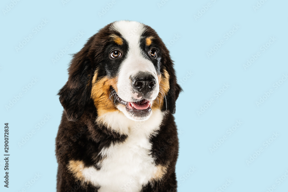 Berner sennenhund puppy posing. Cute white-braun-black doggy or pet is playing on blue background. Looks attented and playful. Studio photoshot. Concept of motion, movement, action. Negative space. - obrazy, fototapety, plakaty 