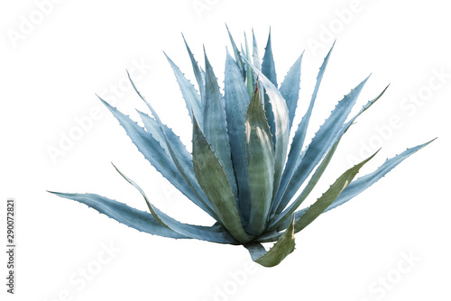 Agave plant isolated on white background. clipping path. Agave p photo