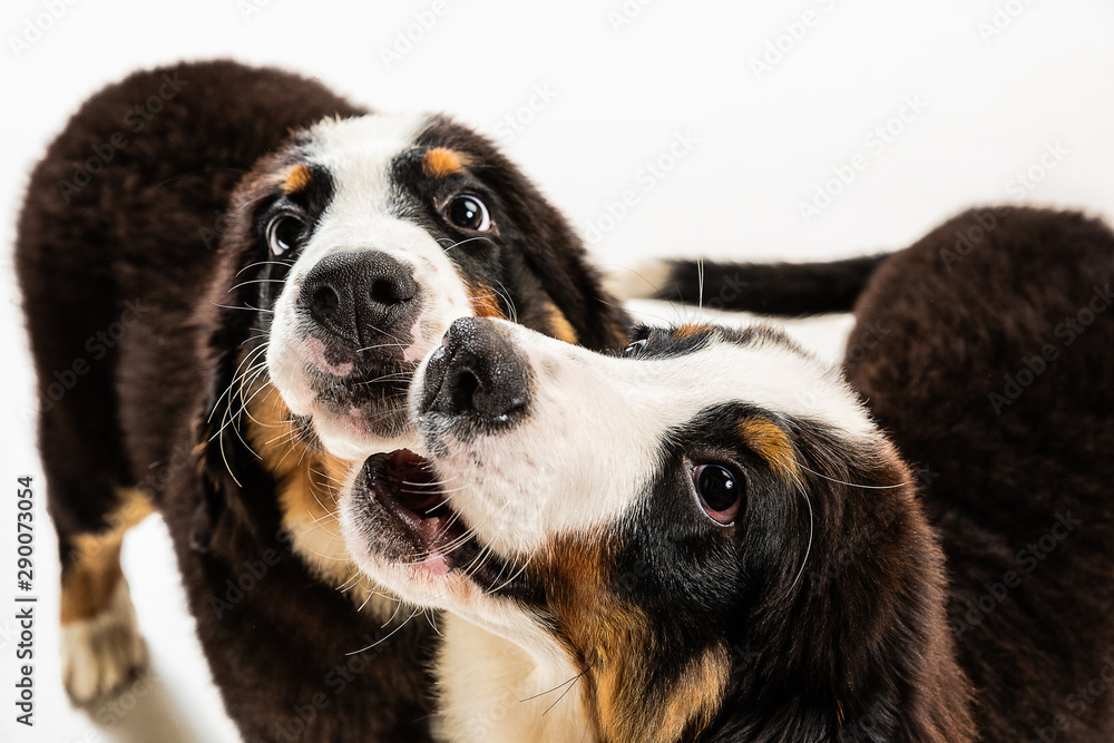Berner sennenhund puppies posing. Cute white-braun-black doggy or pet is playing on white background. Looks attented and playful. Studio photoshot. Concept of motion, movement, action. Negative space. Berner sennenhund puppies posing. Cute white-braun-black doggy or pet is playing on white background. Looks attented and playful. Studio photoshot. Concept of motion, movement, action. Negative space.