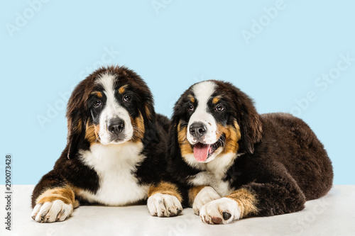 Berner sennenhund puppies posing. Cute white-braun-black doggy or pet is playing on blue background. Looks attented and playful. Studio photoshot. Concept of motion, movement, action. Negative space.