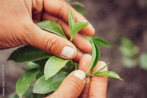 Hand Holding Green Leaves of Tea macro photography close up.