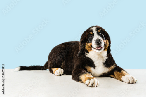 Fototapeta Naklejka Na Ścianę i Meble -  Berner sennenhund puppy posing. Cute white-braun-black doggy or pet is playing on blue background. Looks attented and playful. Studio photoshot. Concept of motion, movement, action. Negative space.