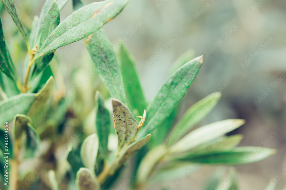 Olive leaves and branches macro photography soft focus. Background for organic farm, restourant, healthy food blog. Olive leaves and branches macro photography soft focus. Background for organic farm, restourant, healthy food blog.