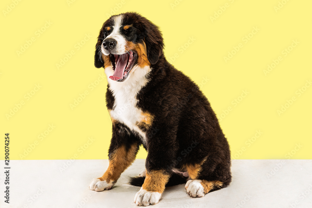 Berner sennenhund puppy posing. Cute white-braun-black doggy or pet is playing on yellow background. Looks attented and playful. Studio photoshot. Concept of motion, movement, action. Negative space.
