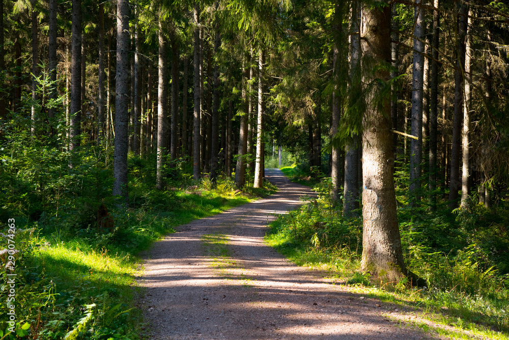 Schwarzwald im frühen Herbst nahe Neustadt Schwarzwald im frühen Herbst nahe Neustadt