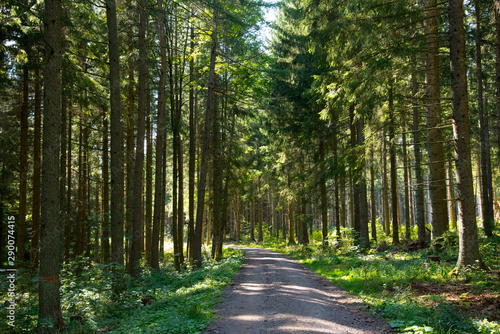 Obraz premium Schwarzwald im frühen Herbst nahe Neustadt