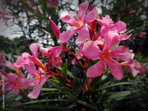 pink flowers in the garden