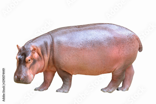 Tableau sur toile Hippopotamus isolated on white background.