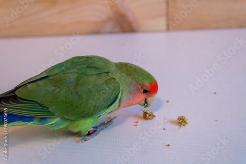 a lovebird of the species roseicolli playing with a wooden background photo