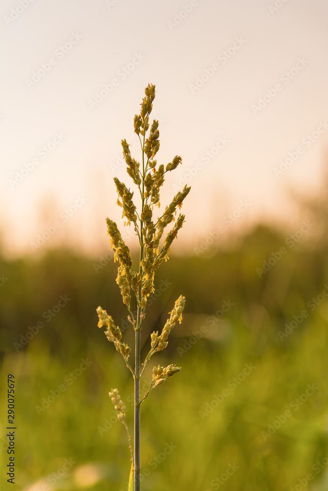 shining thin plant in the crops sunshine light on a green plant shining thin plant in the crops sunshine light on a green plant