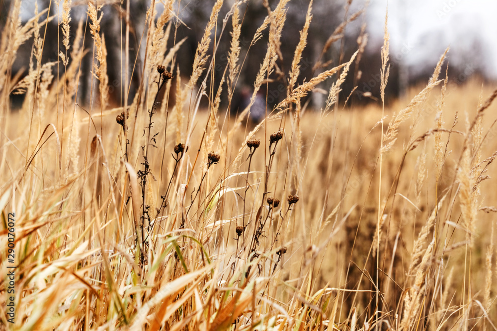 Fototapeta premium Autumn yellow grass in field
