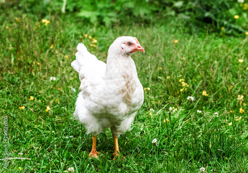 White chicken on green grass