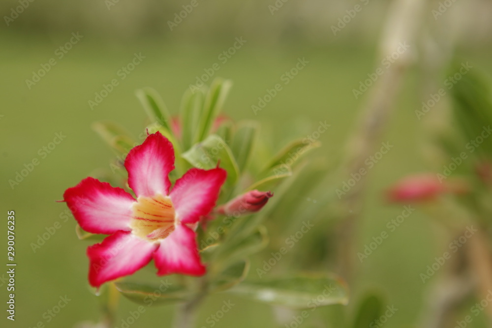 red flower in the garden