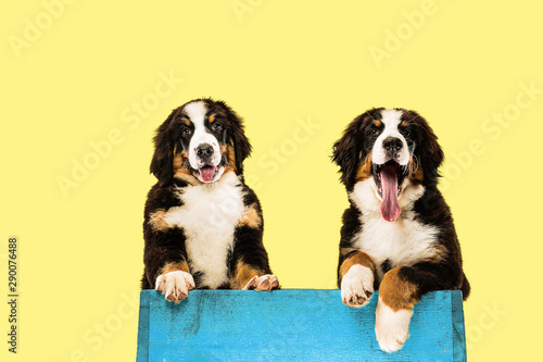 Berner sennenhund puppies posing. Cute white-braun-black doggy or pet is playing on yellow background. Looks attented and playful. Studio photoshot. Concept of motion, movement, action. Negative space