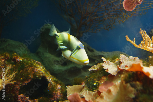Lagoon triggerfish (Rhinecanthus aculeatus), also known as the Blackbar triggerfish, Picasso triggerfish, Picassofish, and Jamal in their habitat photo