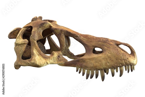 3D render of Tyrannosaurus Rex Skull isolated on white. © Shiva3D
