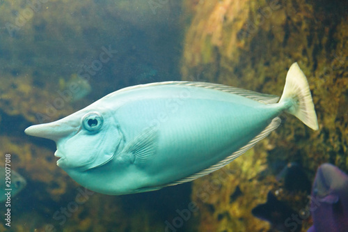 Whitemargin unicornfish  Naso annulatus   also known as the Banded unicornfish  Bluefin unicornfish  Longhorn unicornfish  Nosefish  Ring-tailed unicornfish  Thorntails  Whitemargin surgeonfish